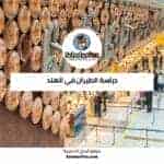 دراسة الطيران في الهند