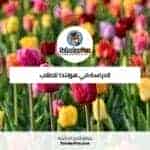 الدراسة في هولندا