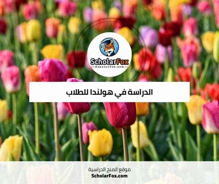 الدراسة في هولندا