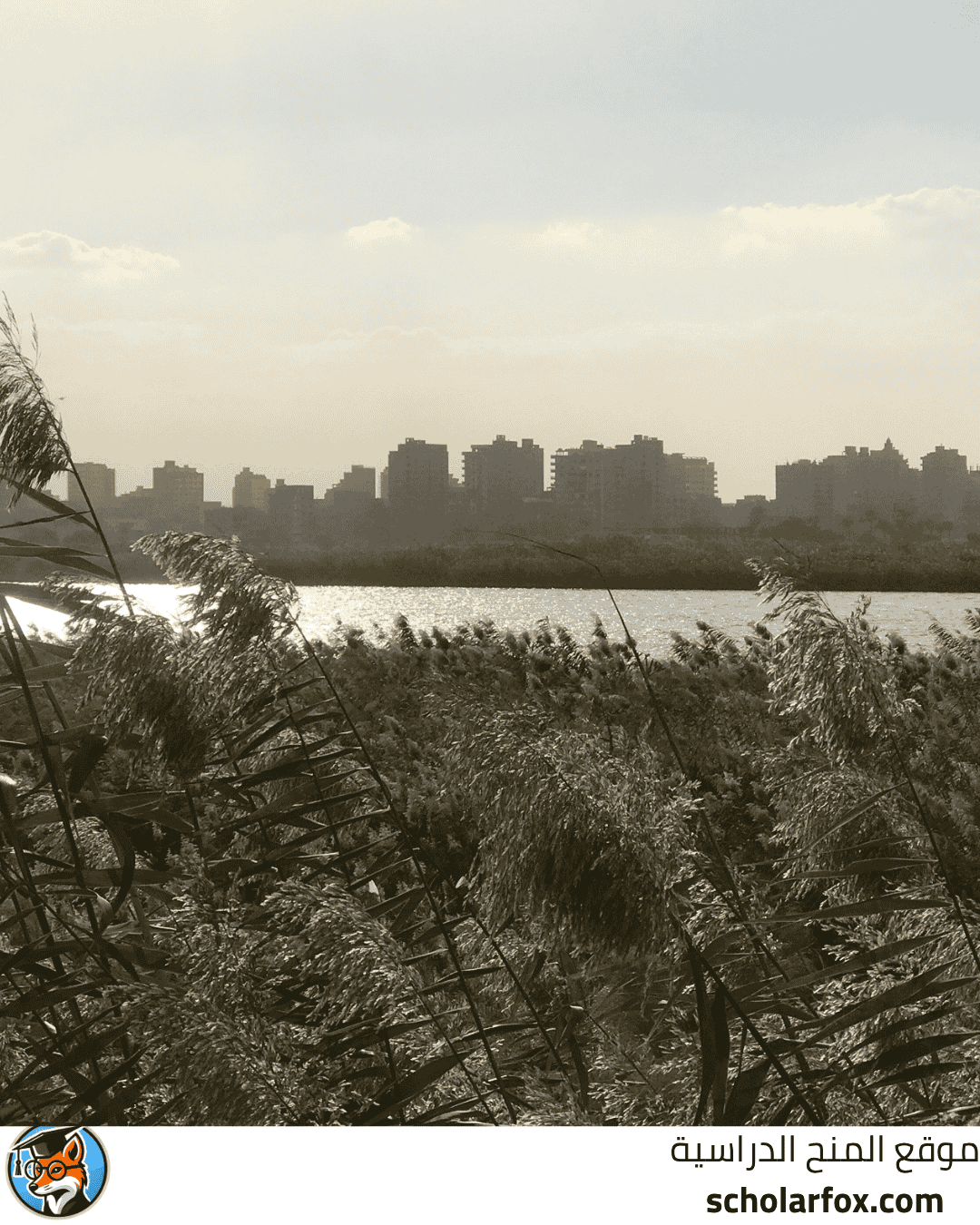 جامعة حلوان