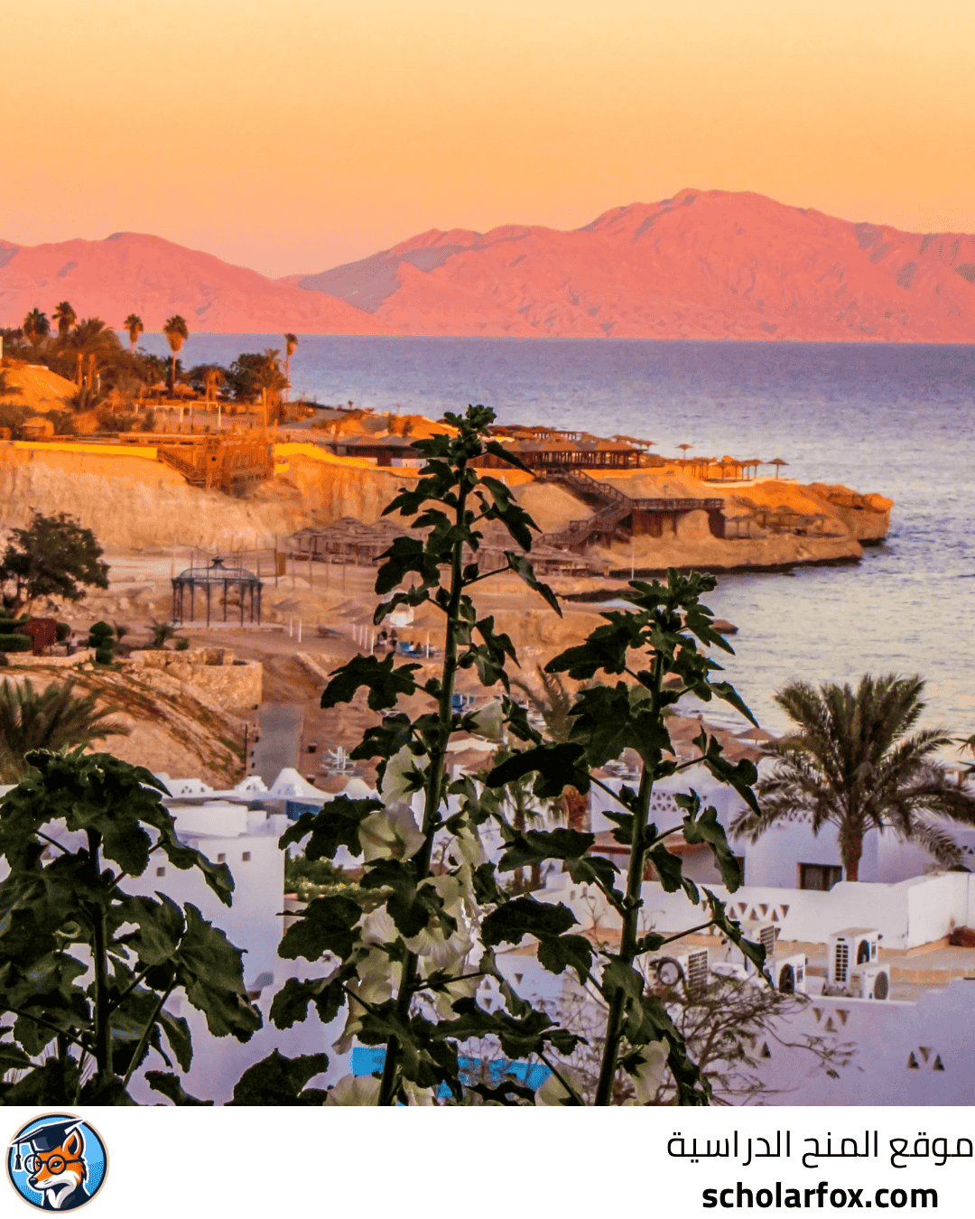 جامعة العلمين الدولية